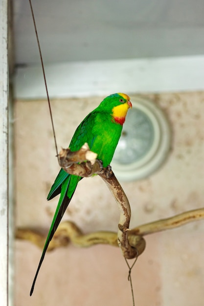 A large green parrot with a yellow head sits on a branch