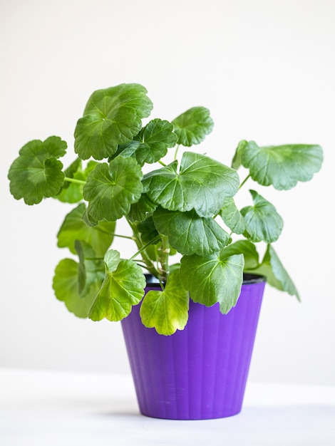 Large green pelargonium in a pot, houseplant.