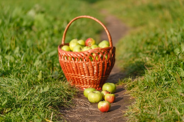 Large green ripe apples in a wicker basket at the end of summer in sunlight in the green grass in the garden