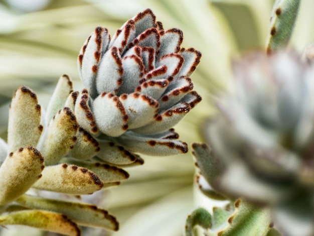 Large green succulent close up