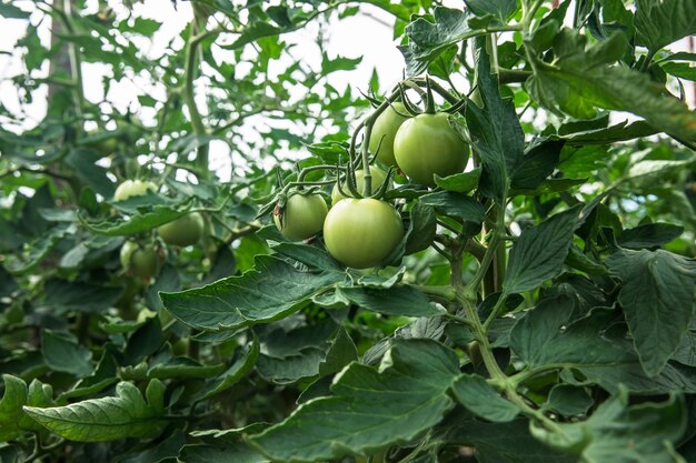 Large green tomatoes growing on the BushxA