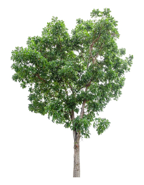 Large green tree is isolated on a white background clipping pat