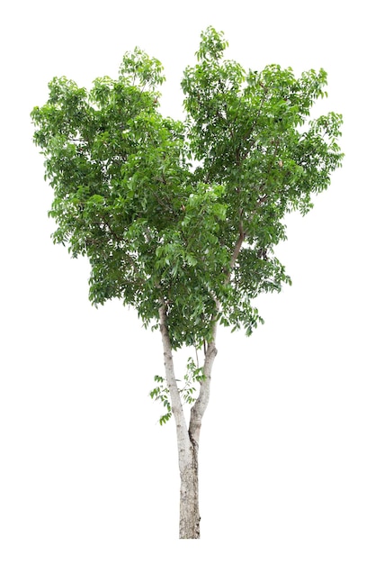 Large green tree is isolated on a white background clipping pat