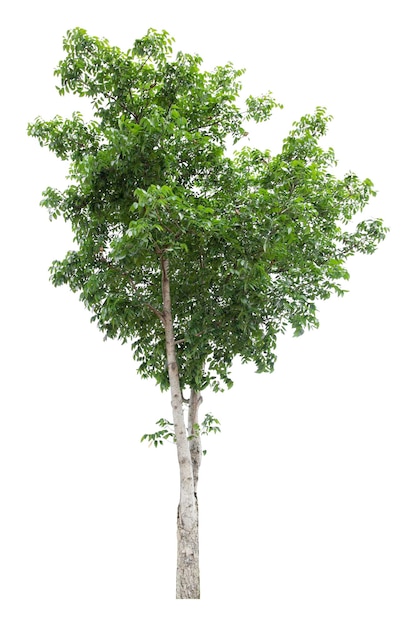 Large green tree is isolated on a white background clipping pat