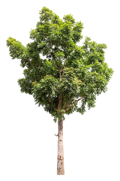 Large green tree is isolated on a white background clipping pat