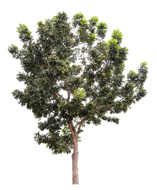 Large green tree is isolated on a white background clipping pat