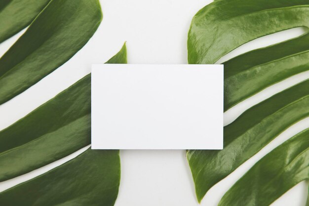 Large green tropical leaf from the monstera plant with a blank business card