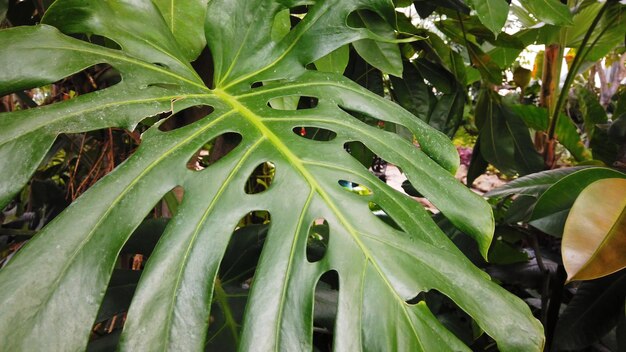 Photo large green tropical leaf from the monstera plant