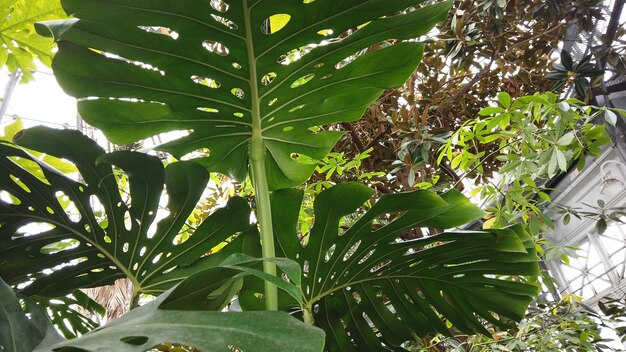 Large green tropical leaf from the monstera plant