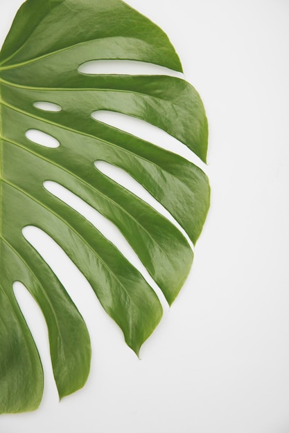 Большой зеленый тропический лист растения монстера