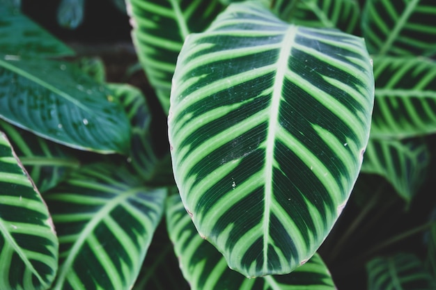 Texture di sfondo di grandi foglie tropicali verdi elegante motivo ecologico colorato