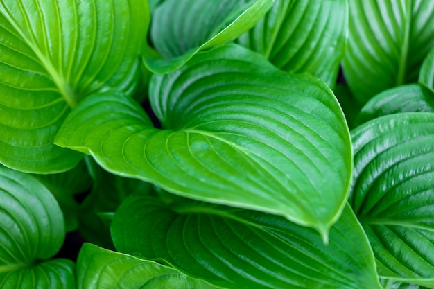 Large green veined leaves