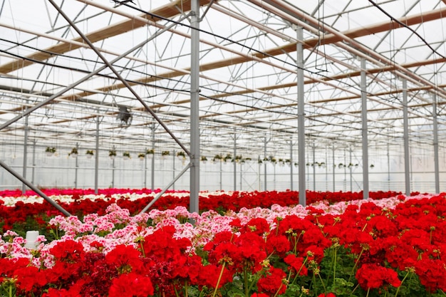 Large greenhouse with geranium flowers