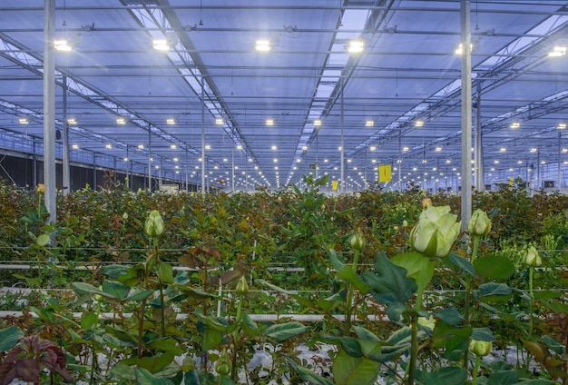 Achieving Uniform Light Intensity: Spacing and Arrangement of Multiple Grow Lights