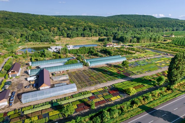 Large greenhouses in the garden center with thujas and conifers Growing colorful ornamental trees