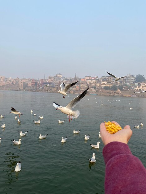 Large group of animals in benares