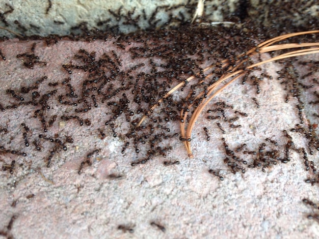 Foto un grande gruppo di formiche sul pavimento