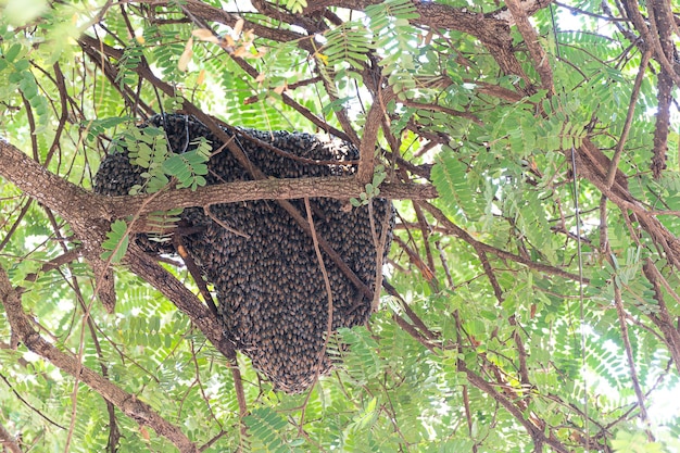많은 꿀벌들이 나무에 둥지를 짓기 위해 날아가고 있습니다. 숲의 나무에 벌집이 많습니다.