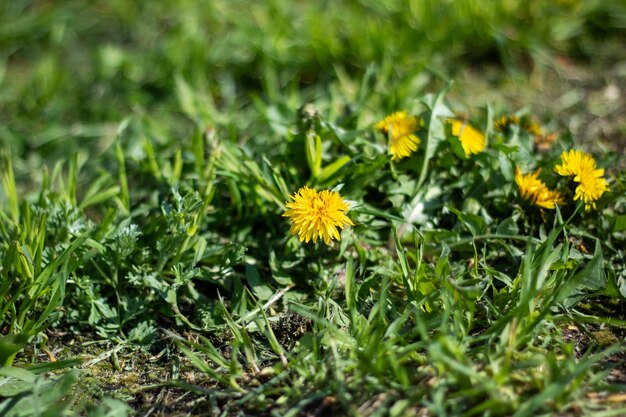 鮮やかな黄色いダンドレオンの大きな群れが緑の草原でいています