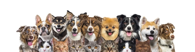 Large group of cats and dogs looking at the camera banner isolated on white