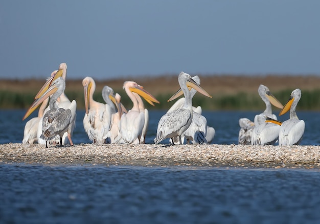 Photo a large group of dalmatian pelican is resting on a sand bar in the danube delta, vilkovo. usually you can see only single birds here.