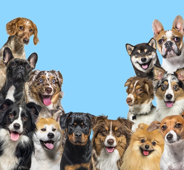 Photo large group of dogs looking at the camera on blue background