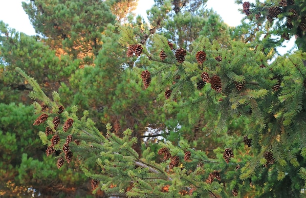 Large group of dry pine cones on a pine tree Autumn in Patagonia Argentina South America