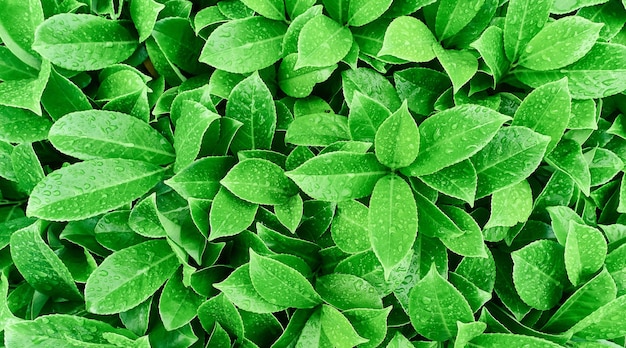 A large group of green leaves. High quality photo