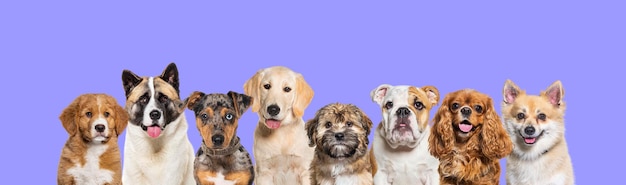 Photo large group of head shot dogs looking at the camera in a row banner colored background purple