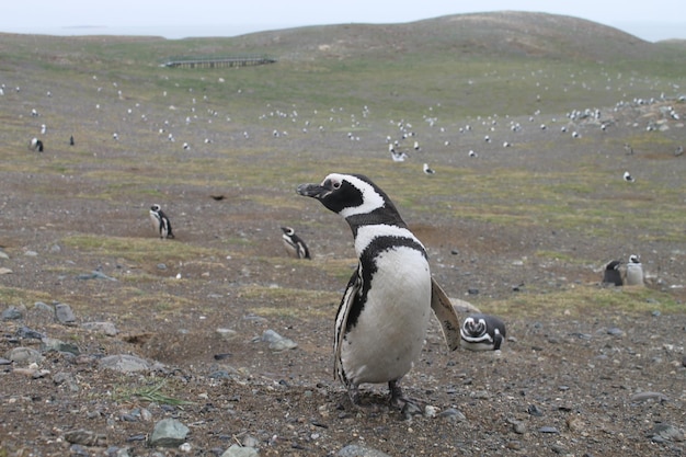 チリ の ハンボルト ペンギン の 大群