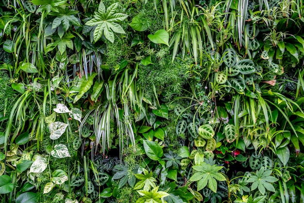 Large group of jungle plants