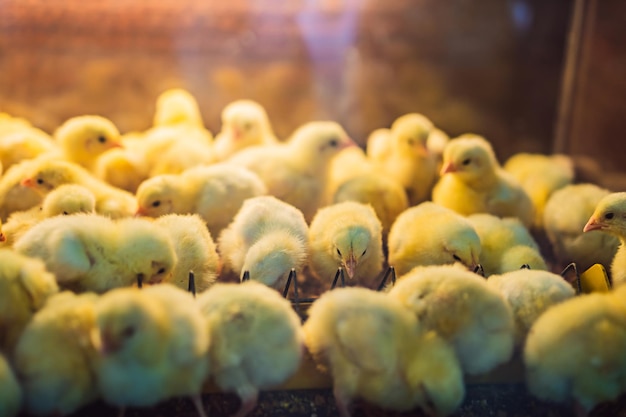 Large group of newly hatched chicks on a chicken farm