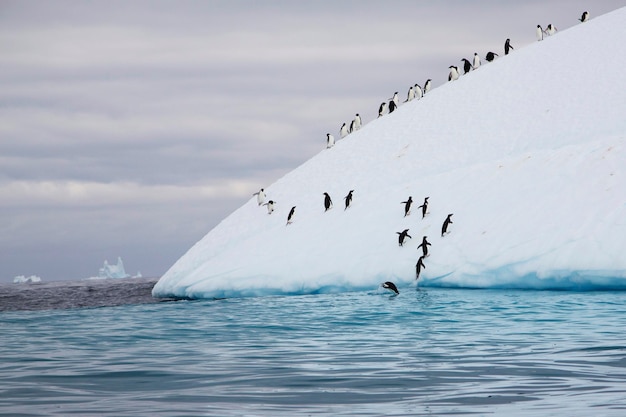 large group of penguins climbing iceberg