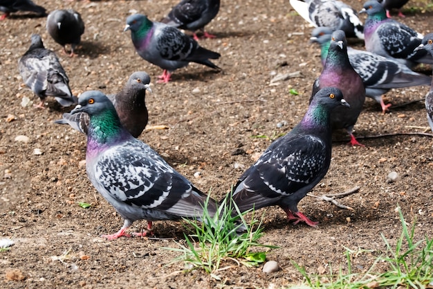 Large group of pigeons eating seeds from the ground