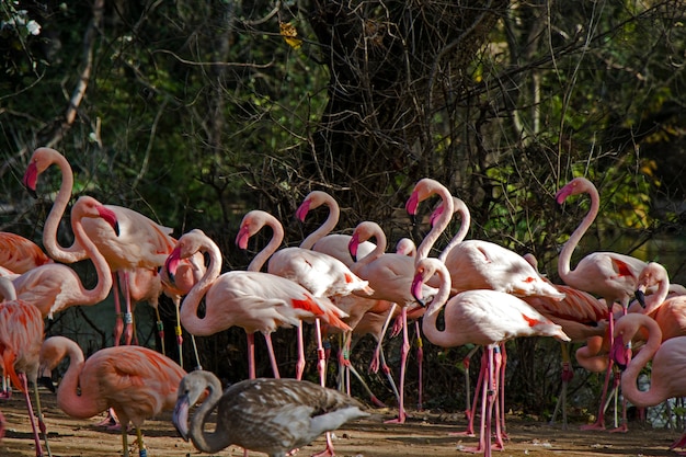 Большая группа розовых или красных фламинго в Берлинском зоопарке