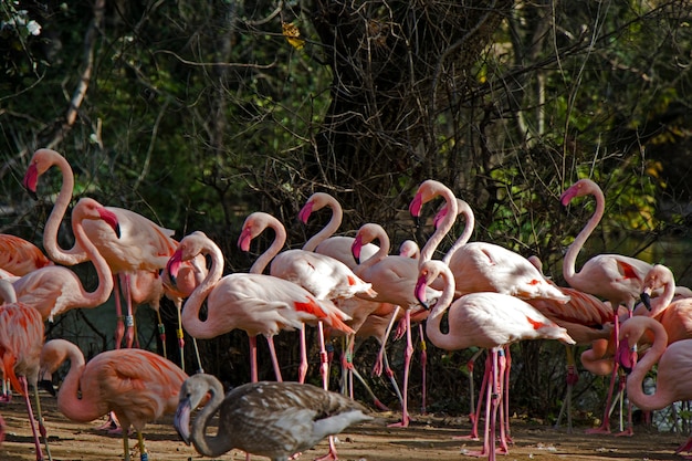 Large group of pink or red flamingos in the Berlin Zoo