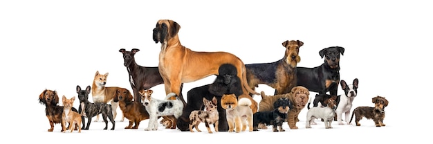 Large group of purebred dogs against white wall