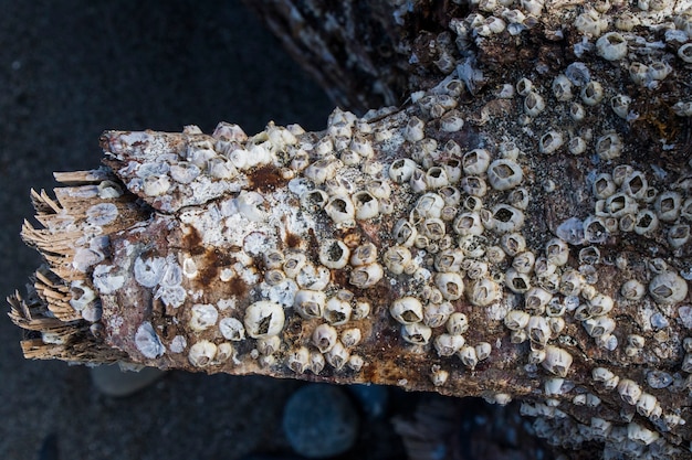 Grande gruppo di piccole vongole sul legno, sulla spiaggia del mar nero