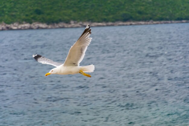 A large gull hovers above the Adriatic Sea in Montenegro