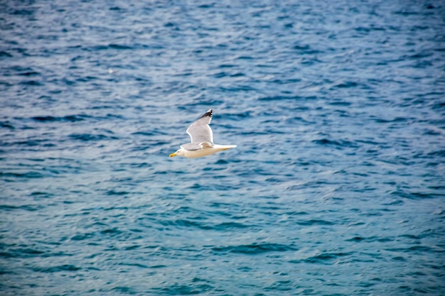 A large gull hovers above the Adriatic Sea in Montenegro