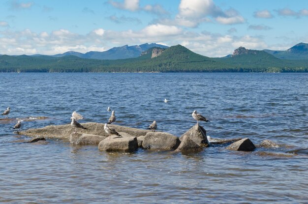 水の上の大きなカモメ鳥と野生生物