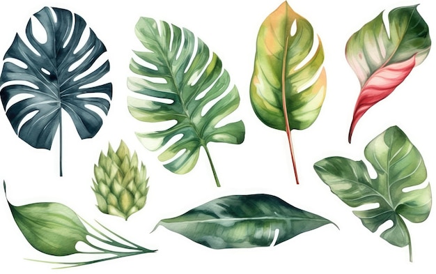 Large hand drawn watercolor tropical plants set monstera on an isolated white background watercolor
