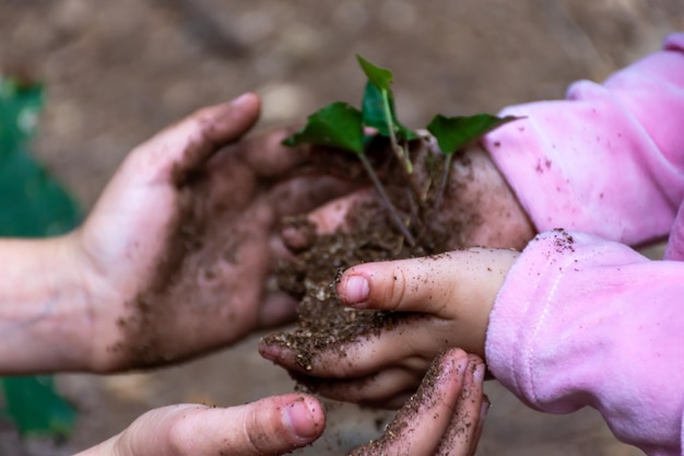 Large hands pass the earth with a sprout into small hands