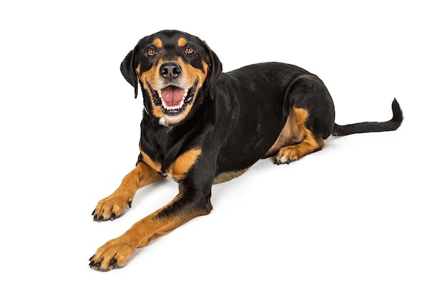 大きな幸せなロットワイラー雑種犬の敷設