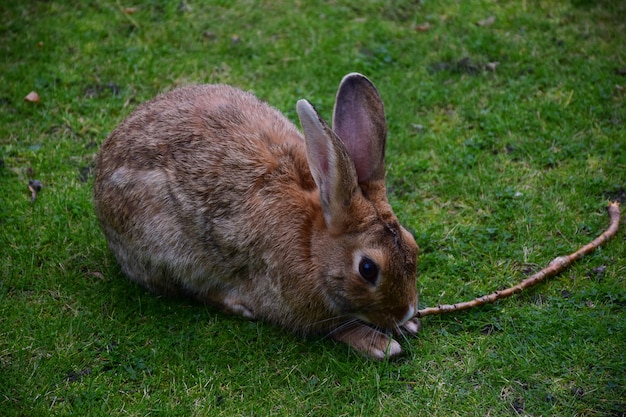 A large hare with standing long ears sits on the green summer grass