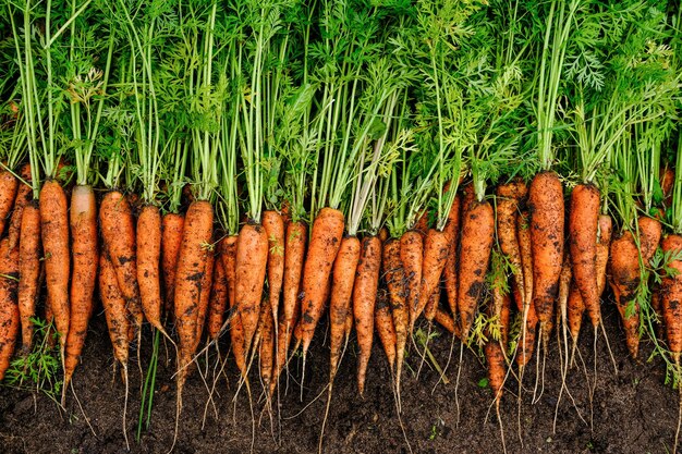 Photo a large harvest of fresh organic carrots on the ground seasonal work on the farm autumn harvest