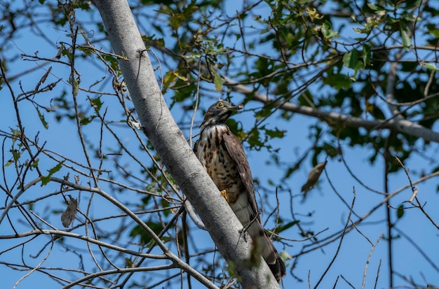 Large hawk-cuckoo perching on the tree , Thailand