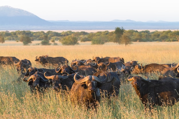 A large herd of African buffaloes in the Serengeti. Tanzania