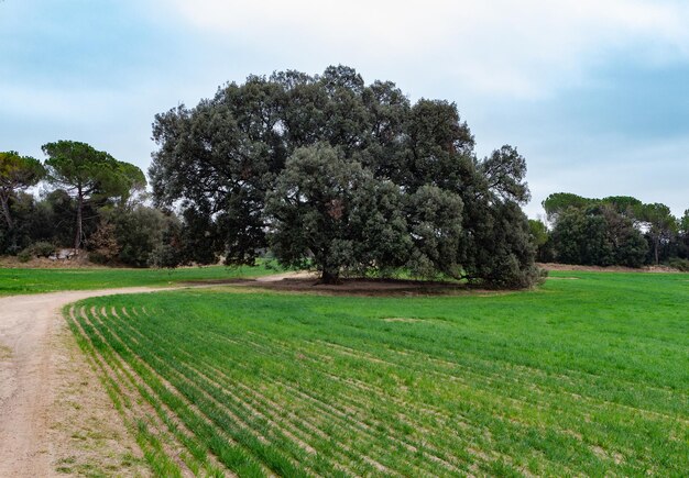 Photo large holm oak among green farm fields