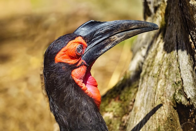Large hornbill with its black beak and red face and chest exotic bird of Asia